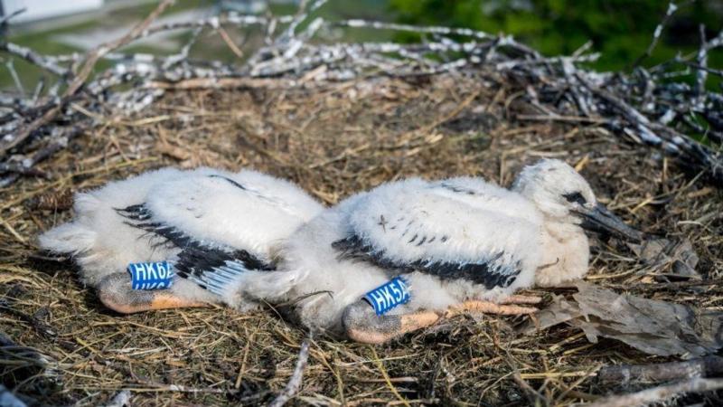 Nem engedik őket szabadon, csupán egy feltétel mellett – miközben már Zalából is lassan elindulnak.