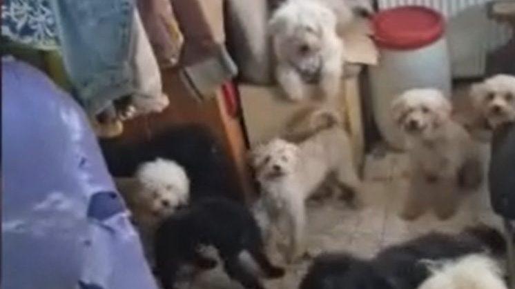 78 csontsovány kutyát szabadítottak ki egy elhagyatott házból, míg 21 elhunyt állatot találtak a fagyasztóban.