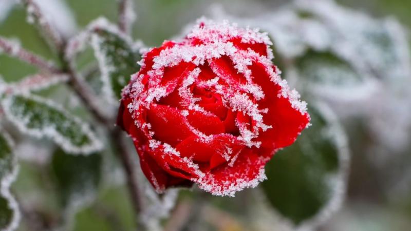 A reggel első fényei között megérkezett az utolsó fagyosszent, és a tájat egy varázslatos, jéghideg köntösbe burkolta. A levegő frissessége, a fák ágain csillogó dér és a földön lévő fehér réteg mind arra emlékeztet, hogy a tél még nem mondott búcsút. A t