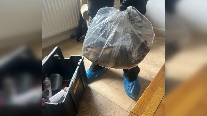 Olyan hatalmas óriáspatkányra bukkantak a házában a rágcsálóirtók, mint egy kisméretű macska!