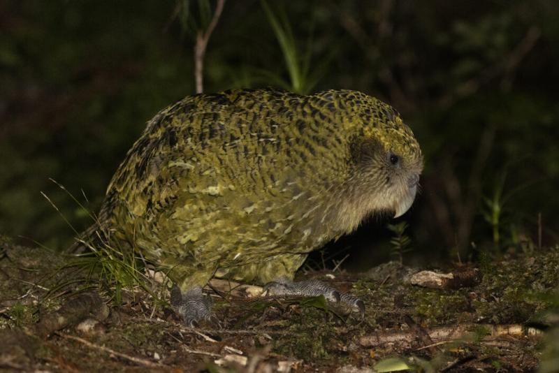 A kakapók parazitái kihalás előtt állnak | National Geographic

A kakapók, ezek a ritka és különleges madarak, nemcsak saját fajuk megmaradásáért küzdenek, hanem a parazitáik is veszélybe kerültek. A természetes élőhelyek pusztulása és az emberi tevékenys