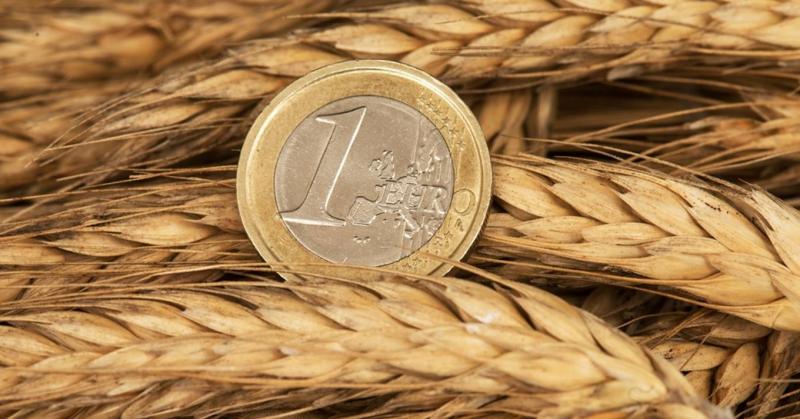 A globális búzatermés rekordszámúra tehet szert, míg a kukoricapiac vegyes jövőképe alakítja a mezőgazdasági tájat.