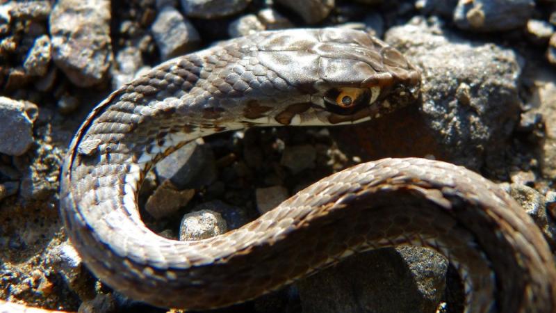 A Balaton partján egy különös, baljós hangulat uralkodott. A víz tükrén a naplemente narancssárga fényei táncoltak, de a levegőben valami sötét és megmagyarázhatatlan feszültség vibrált. A nyári estéket általában vidámság és nevetés jellemzi, de ezen az e