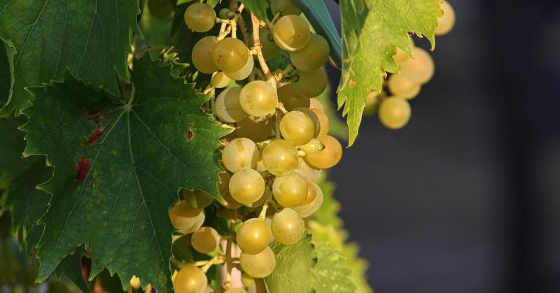 Huszonegy hazai borvidéken tapasztalható a súlyos növénybetegség megjelenése.