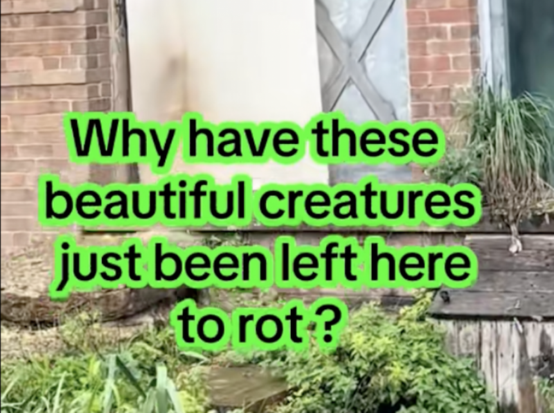 Az üres állatkertben magukra hagyott bristoli gorillák története ékes példája annak, hogy mire képes a kretén kommentelők, a fogalmatlan netezők és a bulvársajtó furcsa hármasa. A közvélemény szőtte ezt a szövevényes narratívát, amelyben a valóság és a fi