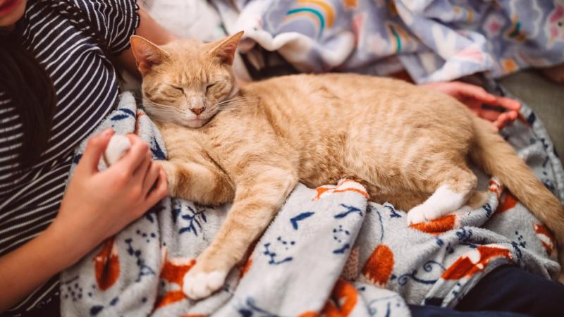 A macska bőrére gyakorolt hatások különös figyelmet érdemelnek, különösen a benti meleg és a kinti hideg váltakozásának tükrében. A meleg, száraz levegő a lakásban kiszáríthatja a bőrét, míg a hideg külső környezet hirtelen hőmérséklet-változást okozhat, 