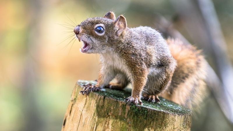 Kalifornia egyik parkjában különös jelenségként húsevő mókusok bukkantak fel, amelyek látványos viselkedése még a tudósokat is meglepte. A kamerák által rögzített felvételek izgalmas új információkat szolgáltatnak a helyi ökoszisztémáról.